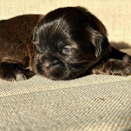 Pumpkin - Chocolate female Shih Tzu puppy in Groveland, Florida from Jenny's Shih Tzus