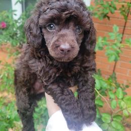 Mocha - Brown male Poodle puppy in Arkansas from Harper's Pups