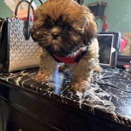 Shih Tzu Puppies from Diamond Paws LLC