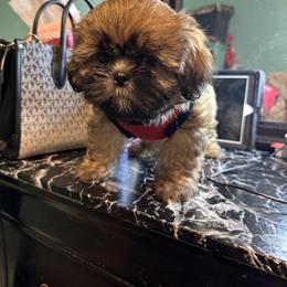Shih Tzu Puppies from Diamond Paws LLC