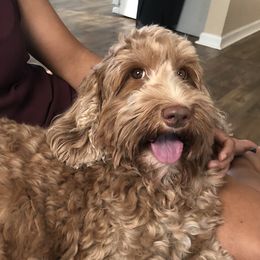 Arya - Australian Labradoodle