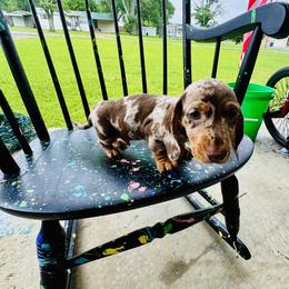Dachshund Puppies from Mini Doxies of the South