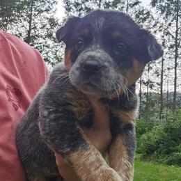 Girl 5 - Blue mottled female Australian Cattle Dog puppy in Dalton, Pennsylvania from Whiteduck Mountain Kennel AKC Australian Cattle Dogs and AKC Fox Red Labrador Retrievers