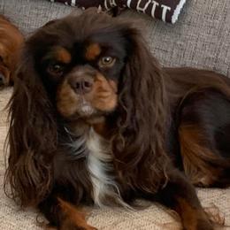 Molly Brown - Cavalier King Charles Spaniel