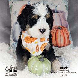 BUCK - Genetics FF, Ee, Bb, atat, kyky, SiSi, mm, and - - - Tri-color male Bernedoodle puppy in Jackson, Michigan from A Star is Born Doodles
