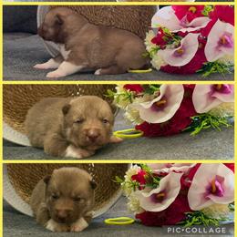 Brook - Red and white female Siberian Husky puppy in Canton, Ohio from Bleu Skies Siberian Huskies