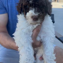 Ranger - Brown and white male Bernedoodle puppy in Saratoga Springs, Utah from Coconut Bernedoodles
