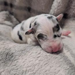 Black Collar Harlequin Female - Harlequin female Great Dane puppy in Brooksville, Florida from Follow My Lead Great Danes