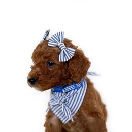 POPPY PRICE REDUCED - Apricot male Goldendoodle puppy in Independence, Oregon from ANKENY DOODLES