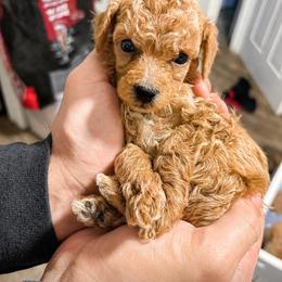 Cosmo - Red  male Poodle puppy in Picayune, Mississippi from JEN's Poodles