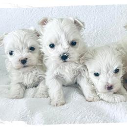 Maltese Puppies from Rockin Rivers AKC Maltese & Malshi's