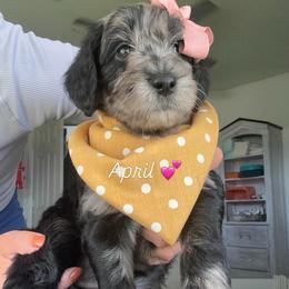 April - Merle female Assorted Doodle Crosses puppy in Port Saint Lucie, Florida from Sommerdoodle