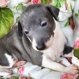 Sonnet - Blue female Italian Greyhound puppy in Cadwell, Georgia from All The DoDa Day Italian Greyhounds