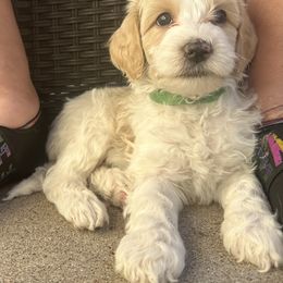 Australian Cobberdog Puppies from Mud Pies Australian Cobberdogs