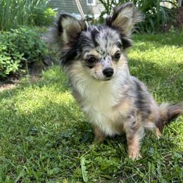 Lily - Chihuahua