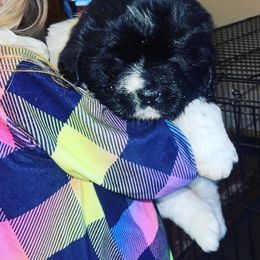 Newfoundland and Shih Tzu Puppies from Grand Meadow Newfoundlands