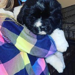 Newfoundland and Shih Tzu Puppies from Grand Meadow Newfoundlands