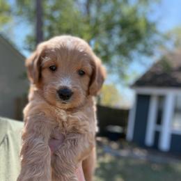 Tigger - Apricot male Goldendoodle puppy in Jacksonville, Florida from Dandelion Doodles
