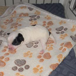 Yorkipoo puppies from Mandy's Yorkie's , Yorkiepoo's & Maltipoo's