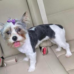 Kholee - Yorkshire Terrier