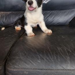 Cardigan Welsh Corgi and Pembroke Welsh Corgi Puppies from Victory Crown
