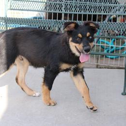 Griffon - Black male Australian Shepherd puppy in Sonoita, Arizona from Gardner Canyon Kennels