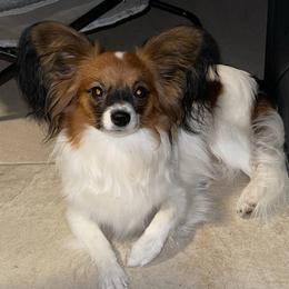 Brownie - Papillon