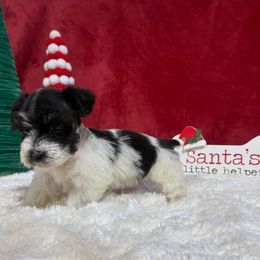Jolene - Parti female Miniature Schnauzer puppy in Lufkin, Texas from C&K’s Schnauzer House