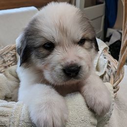 Great Pyrenees Puppies from Duck Creek Poultry Place