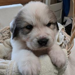 Great Pyrenees Puppies from Duck Creek Poultry Place