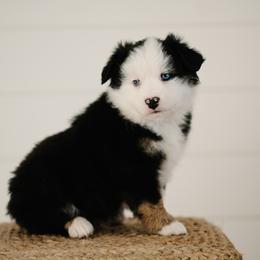 Miniature Australian Shepherd Puppies from R Heart Mini Aussies