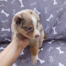 Firecracker (red merle) - Red merle male Australian Shepherd puppy in Okeechobee, Florida from Rothsolid Puppies