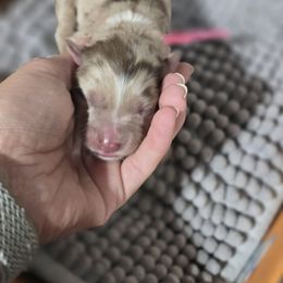 Australian Shepherd Puppies from Chaparro Farm