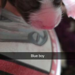 Boy 1 - Liver and white male English Springer Spaniel puppy in Crockett, Texas from Obsidian Rose