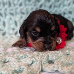 Red Male 5 - Black and tan male Dachshund puppy in Battle Ground, Washington from Ferguson's Bulldogs