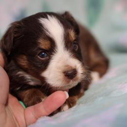 Dixie - Going to PA - Red tri female Toy Australian Shepherd puppy in Newnan, Georgia from Baker's Down South Aussies