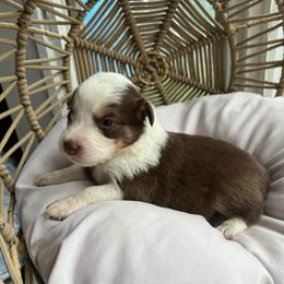 James - Red tri-color male Australian Shepherd puppy in Grants Pass, Oregon from Carmel Mountain Aussies