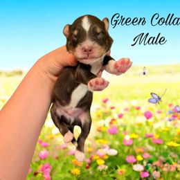 Aussiedoodle, Goldendoodle, and Poodle Puppies from Designer Doodles of South GA