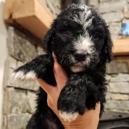Leap - Black male Goldendoodle puppy in Pollock Pines, California from Ten Acre Wood Doodles