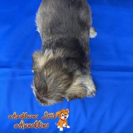 CEASAR - Liver male Miniature Schnauzer puppy in Pisgah, Alabama from Mashburns Little Munchkins