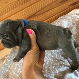 French Bulldog Puppies from Crooked C Ranch