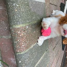 Cavalier King Charles Spaniel Puppies from Faithful Friends Cavaliers