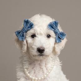 Arya Rose - Cream female Goldendoodle puppy in Clifton, Arizona from Denim & Doodles