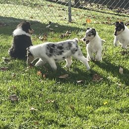 Collie Puppies from Diamund Collies