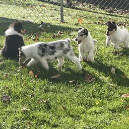 Collie Puppies from Diamund Collies