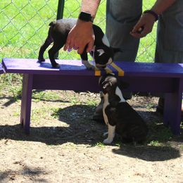 Boston Terrier and Italian Greyhound Puppies from 4Ever Boston Terriers & Italian Greyhounds
