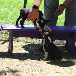 Boston Terrier and Italian Greyhound Puppies from 4Ever Boston Terriers & Italian Greyhounds