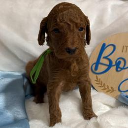 Green boy - Red  male Poodle puppy in Bowling Green, Kentucky from Ritzy Red Poodles