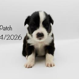 Boy 3 (Patch) - Black tri-color male Australian Shepherd puppy in Brooker, Florida from 🐾 The Great Bambino SunState Aussies!