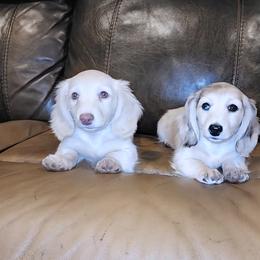 Dachshunds from Destiny's Dachshunds